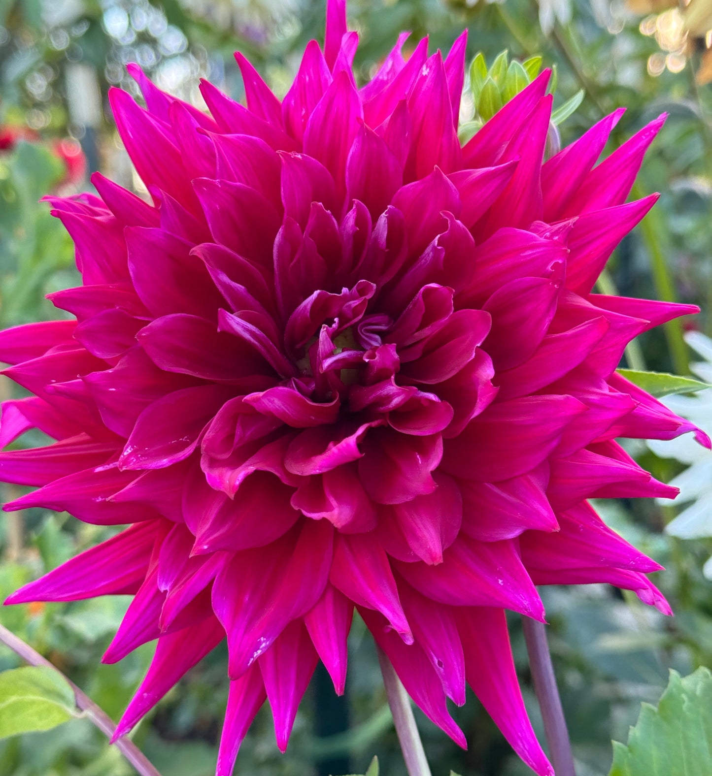 AC Holly Cow Dahlia