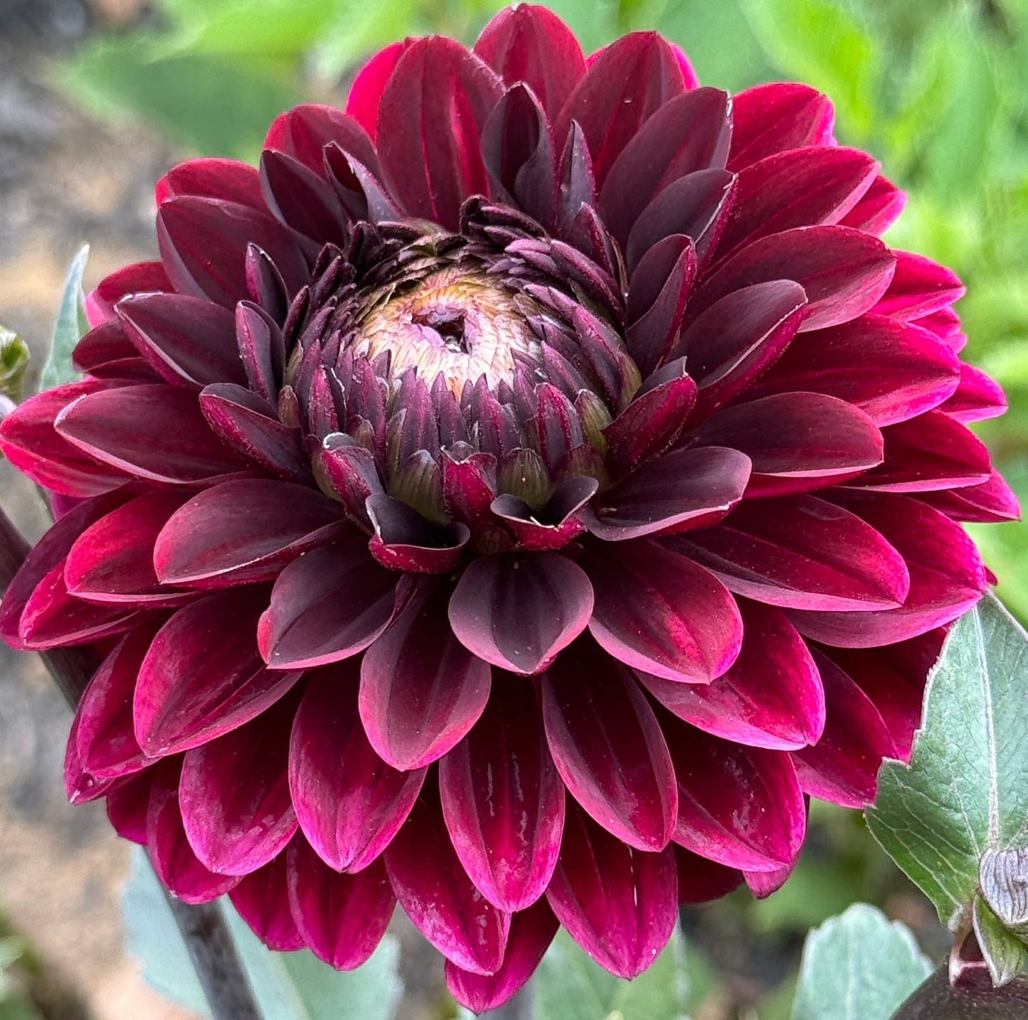 Dark Destiny Dahlia