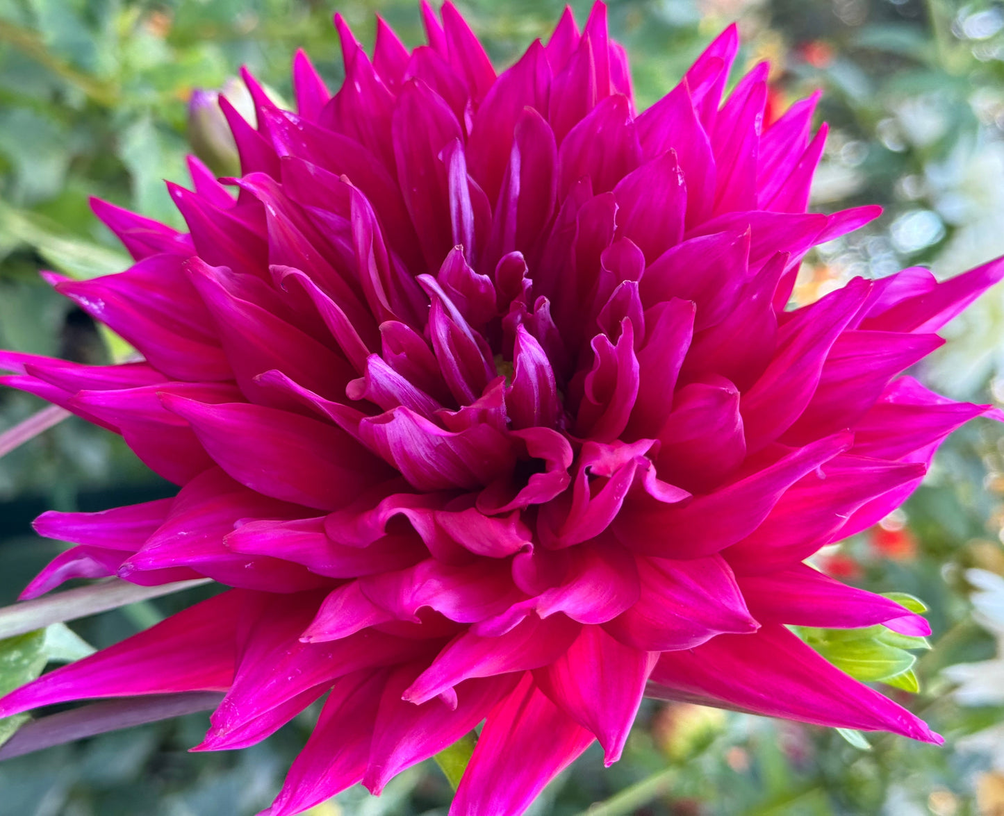 AC Holly Cow Dahlia