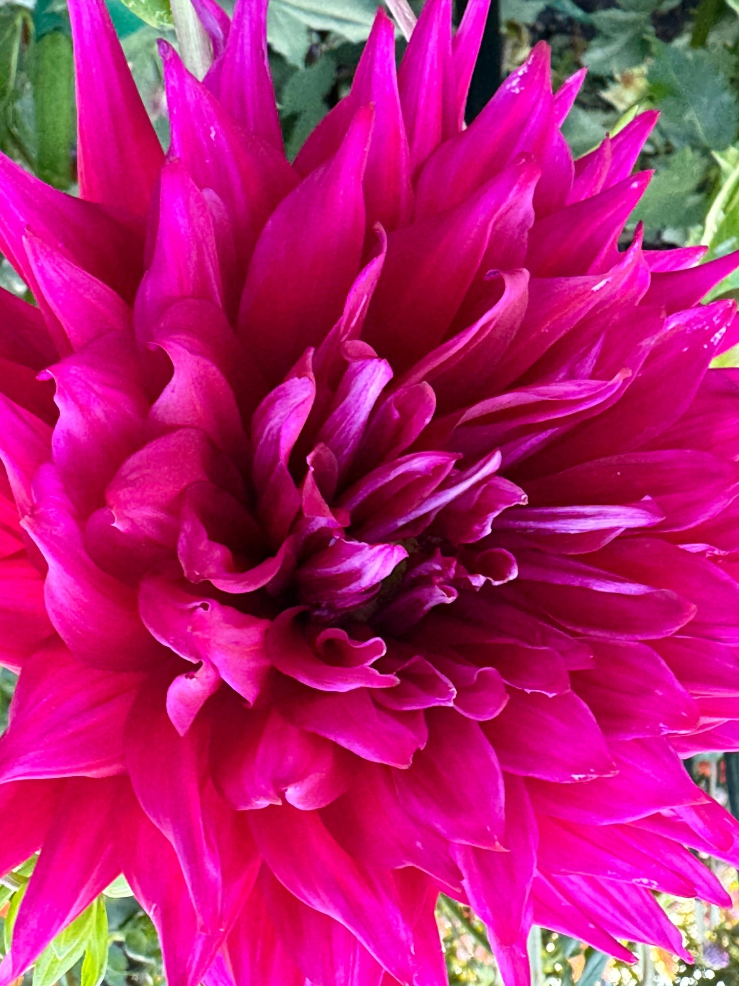 AC Holly Cow Dahlia