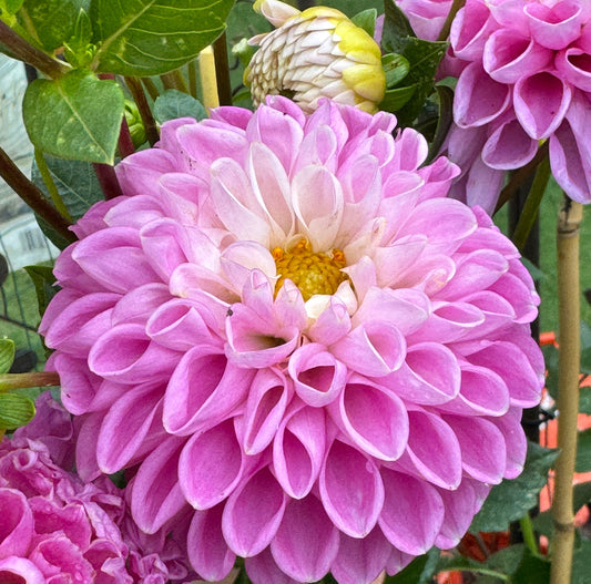 Sweet Love Dahlia
