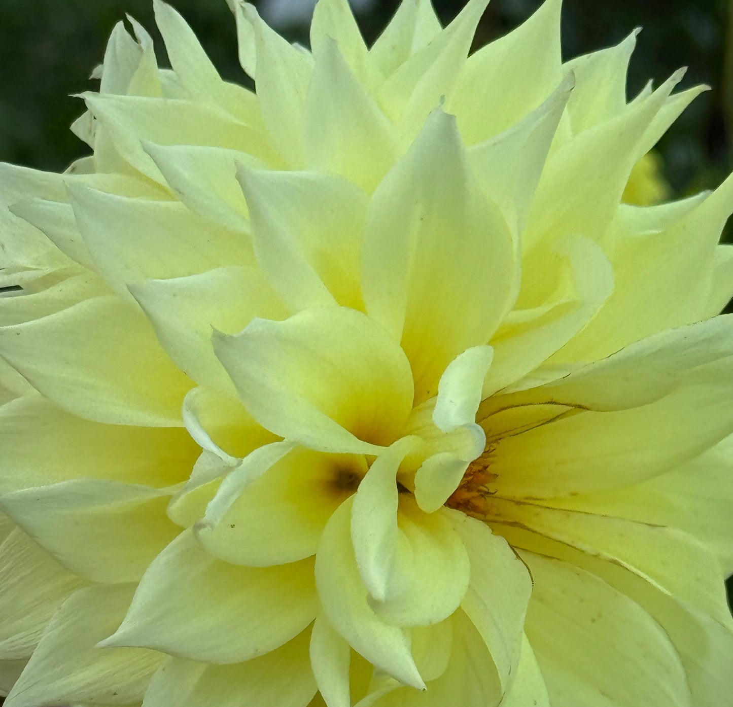 Bloomquist Alleyoop Dahlia