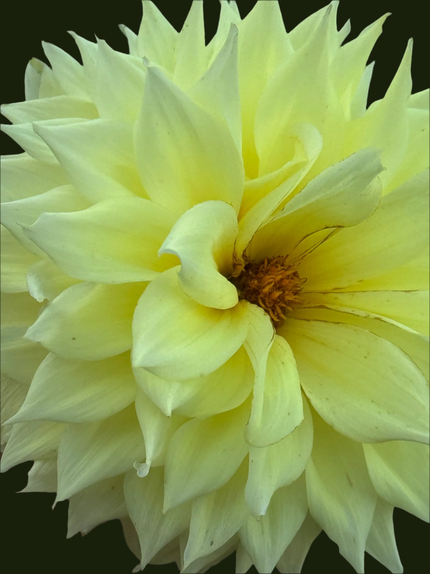 Bloomquist Alleyoop Dahlia