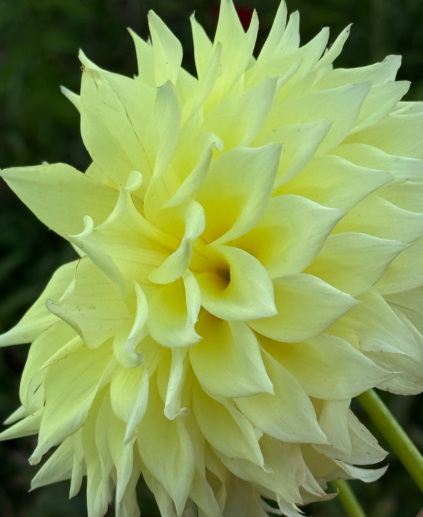 Bloomquist Alleyoop Dahlia