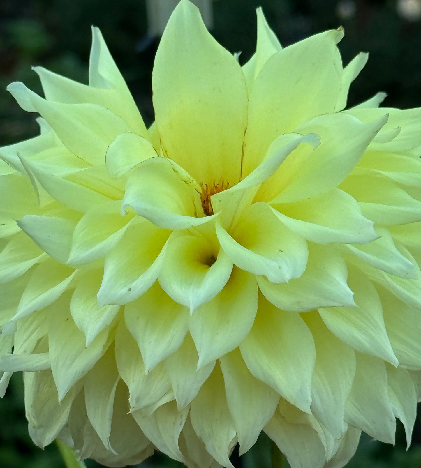 Bloomquist Alleyoop Dahlia