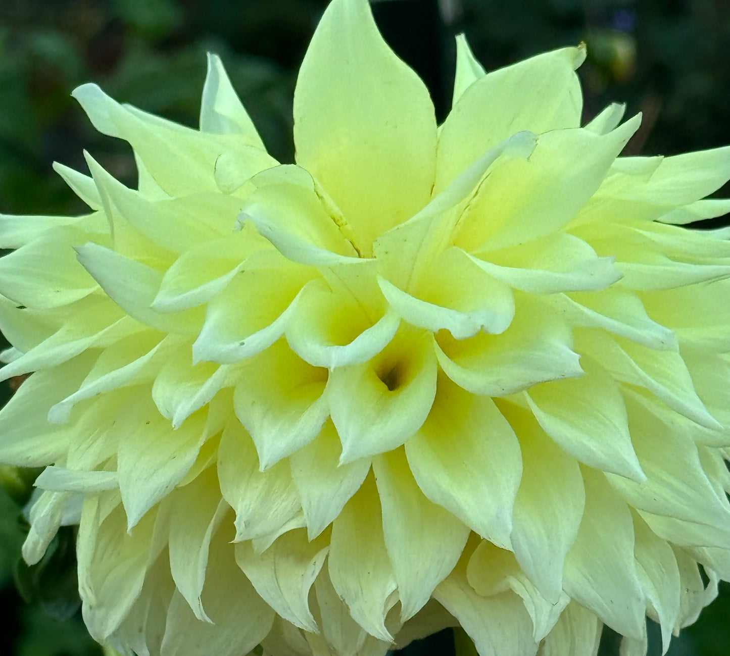 Bloomquist Alleyoop Dahlia