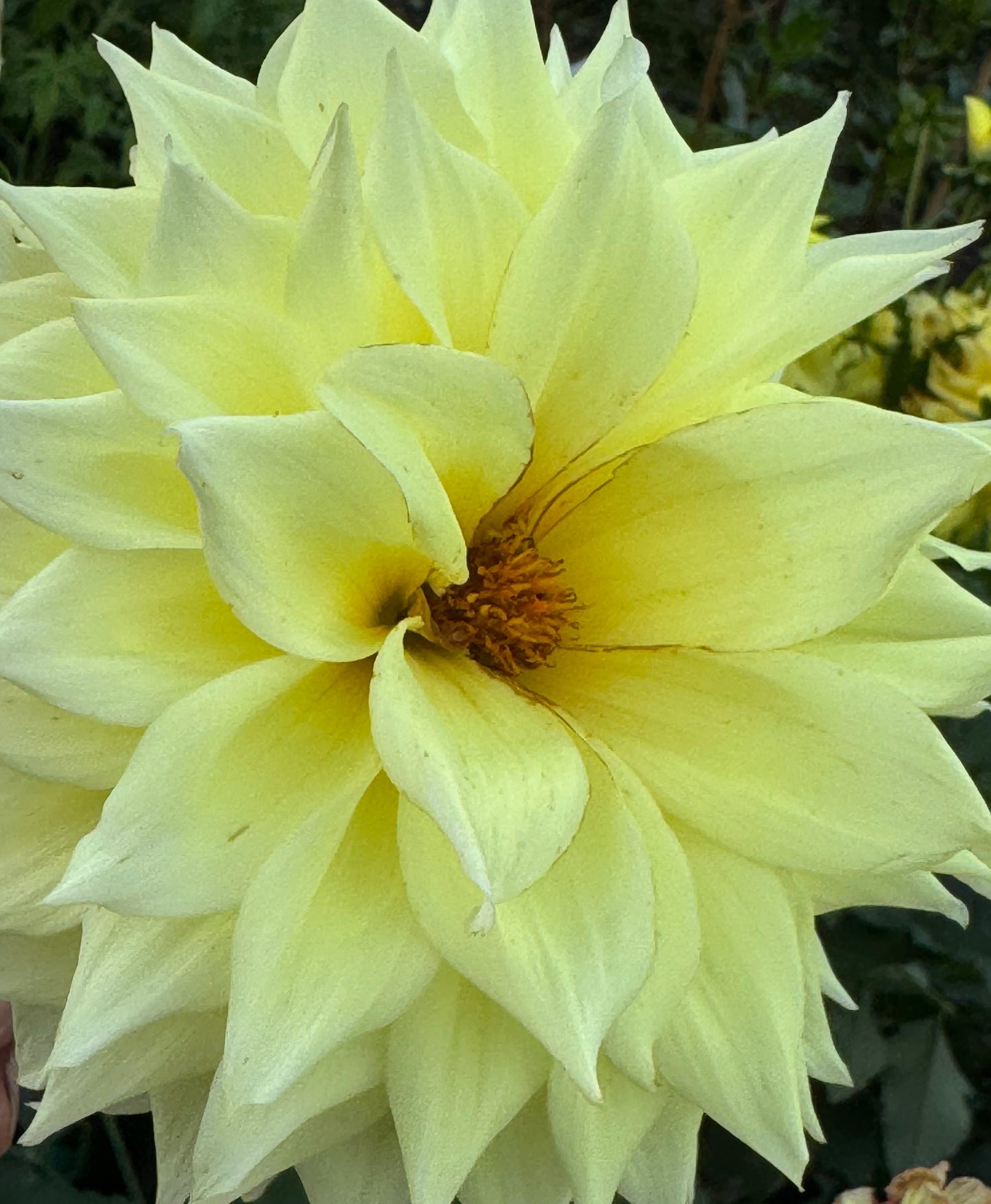 Bloomquist Alleyoop Dahlia
