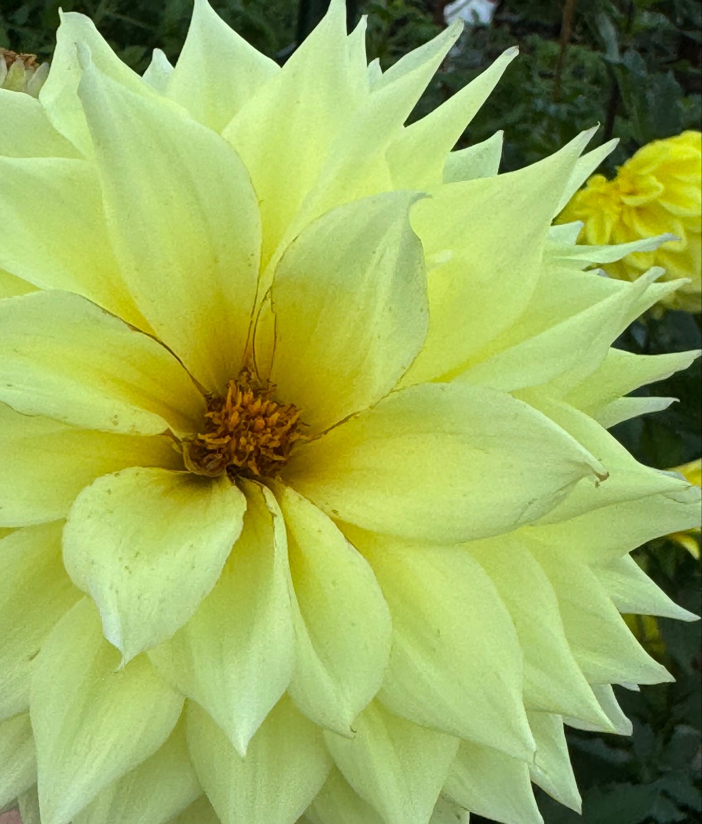 Bloomquist Alleyoop Dahlia