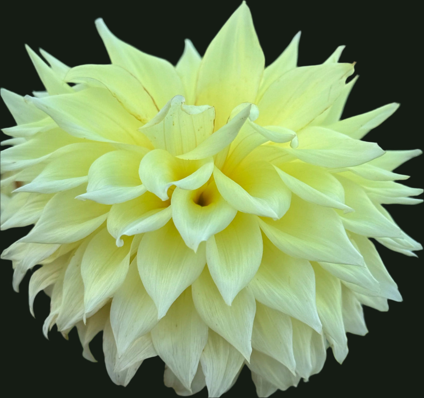 Bloomquist Alleyoop Dahlia