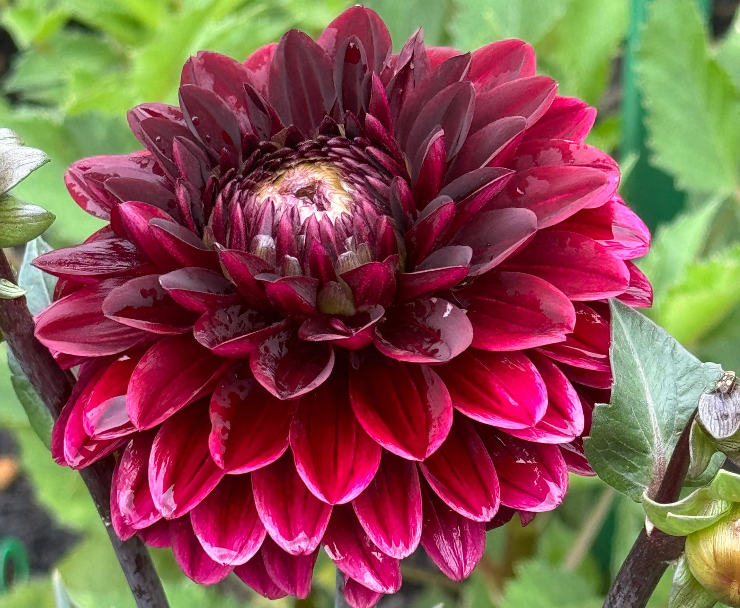 Dark Destiny Dahlia