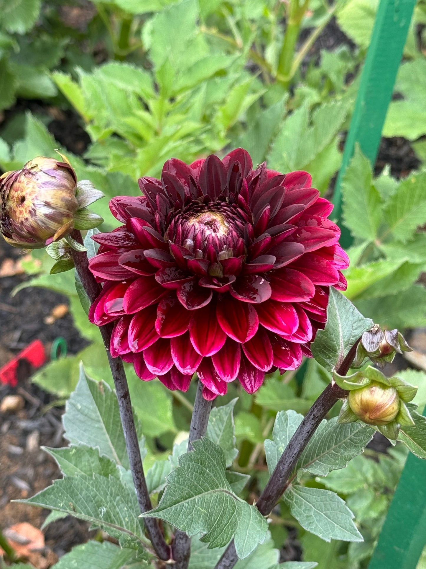 Dark Destiny Dahlia