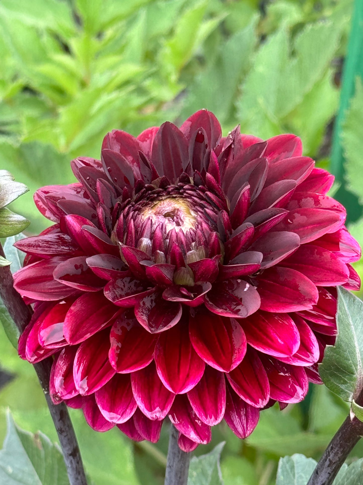 Dark Destiny Dahlia