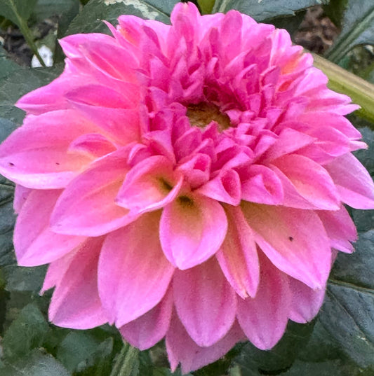 Esli Dahlia