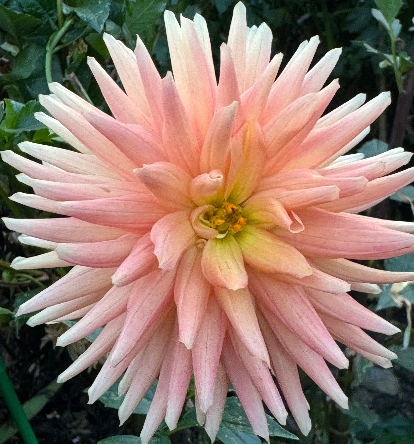 Bloomquist Butch G Dahlia