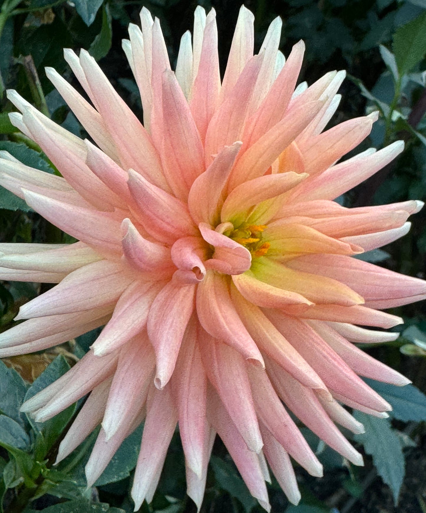 Bloomquist Butch G Dahlia