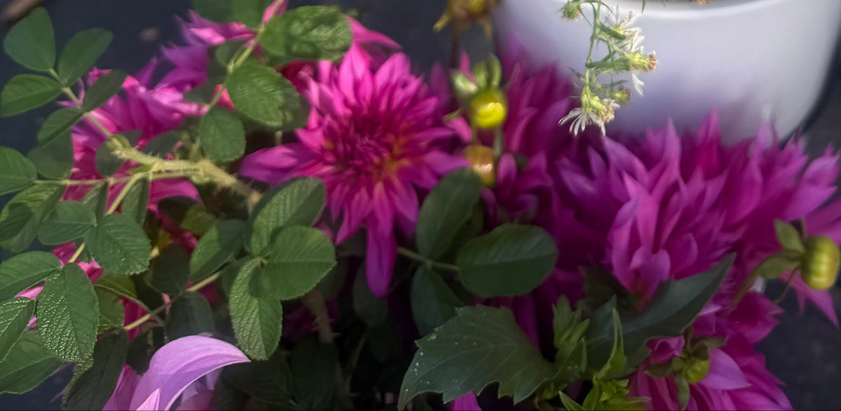 Bloomquist Twisted Sister Dahlia