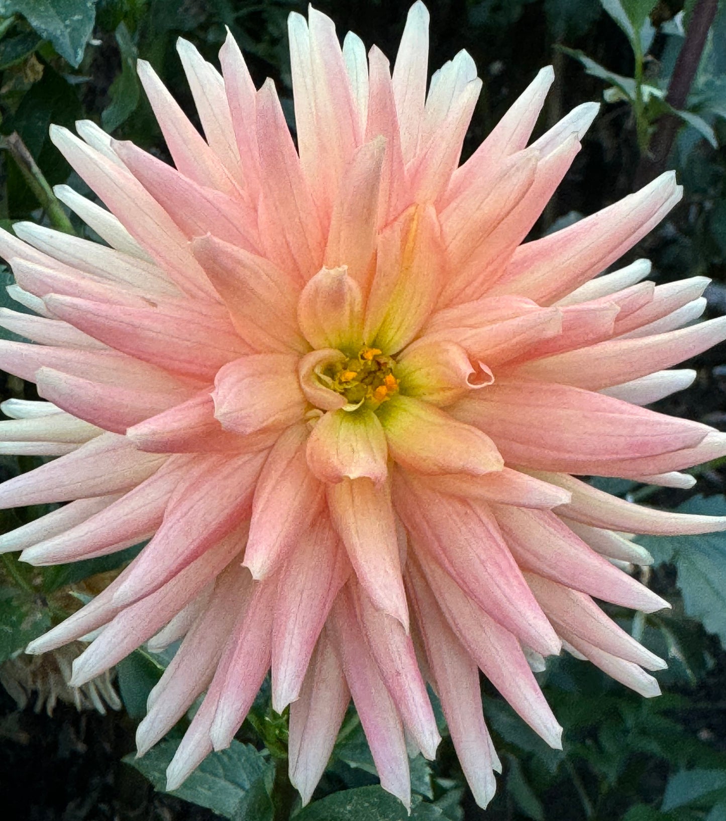 Bloomquist Butch G Dahlia