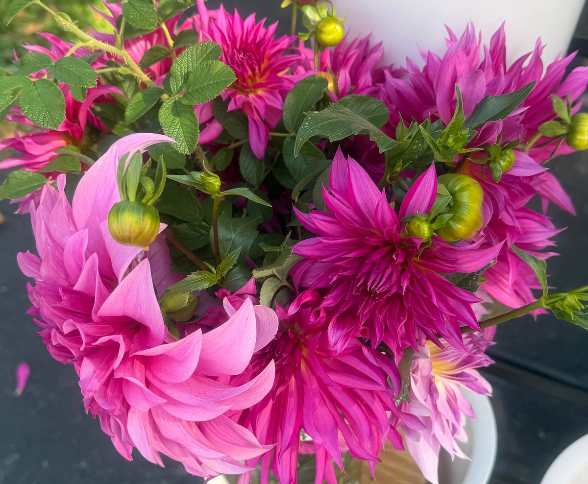 Bloomquist Twisted Sister Dahlia