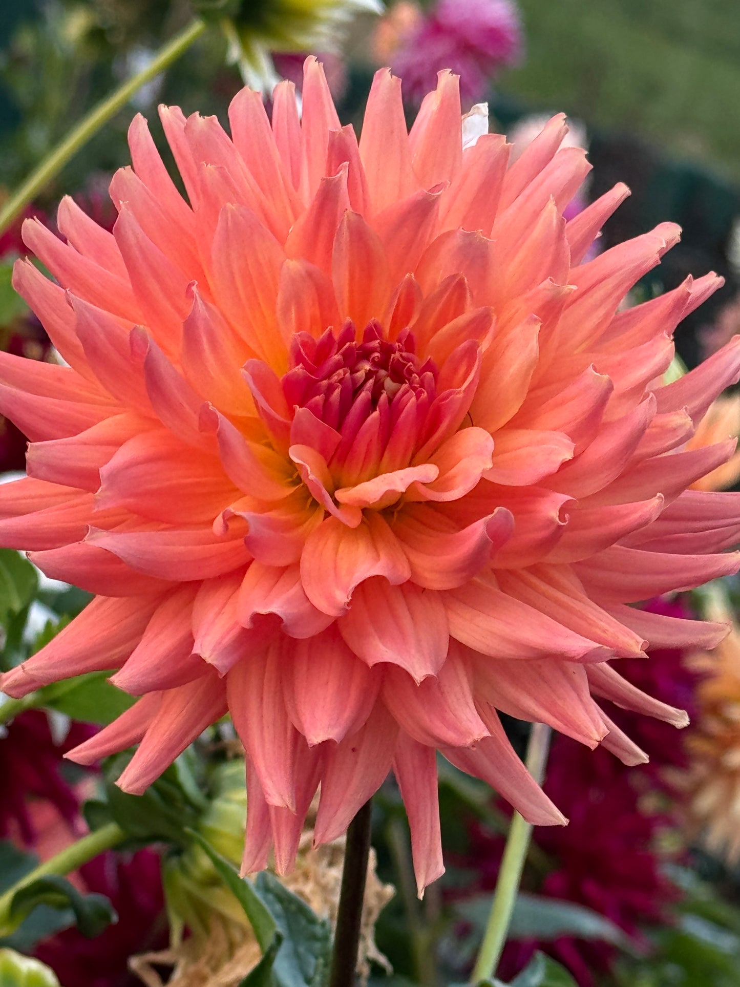 Bloomquist Karen G Dahlia