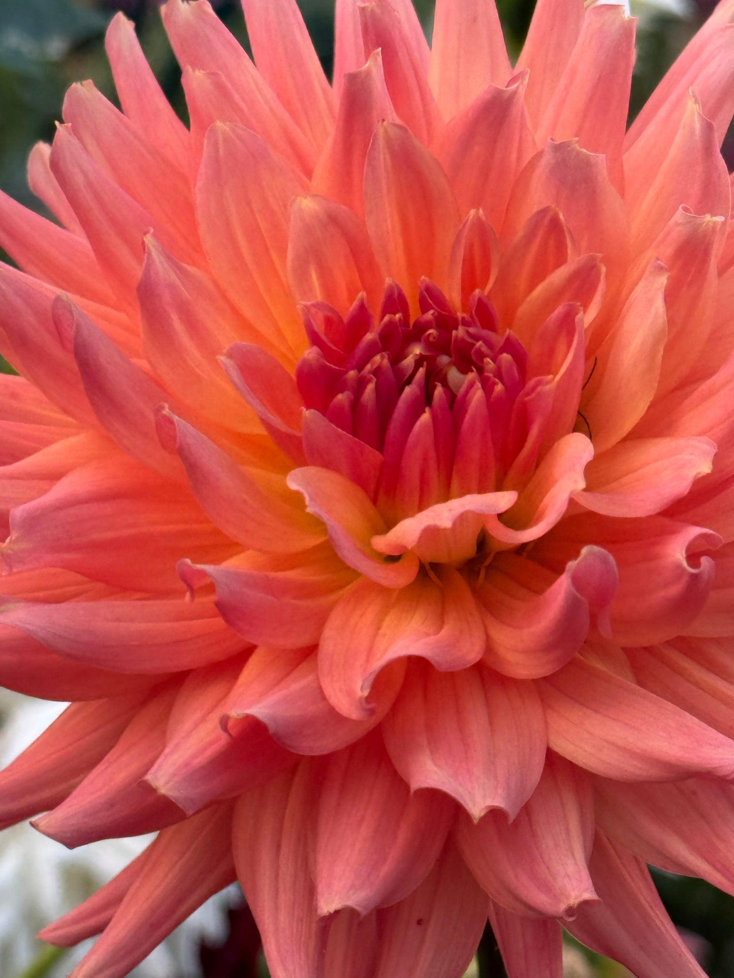 Bloomquist Karen G Dahlia