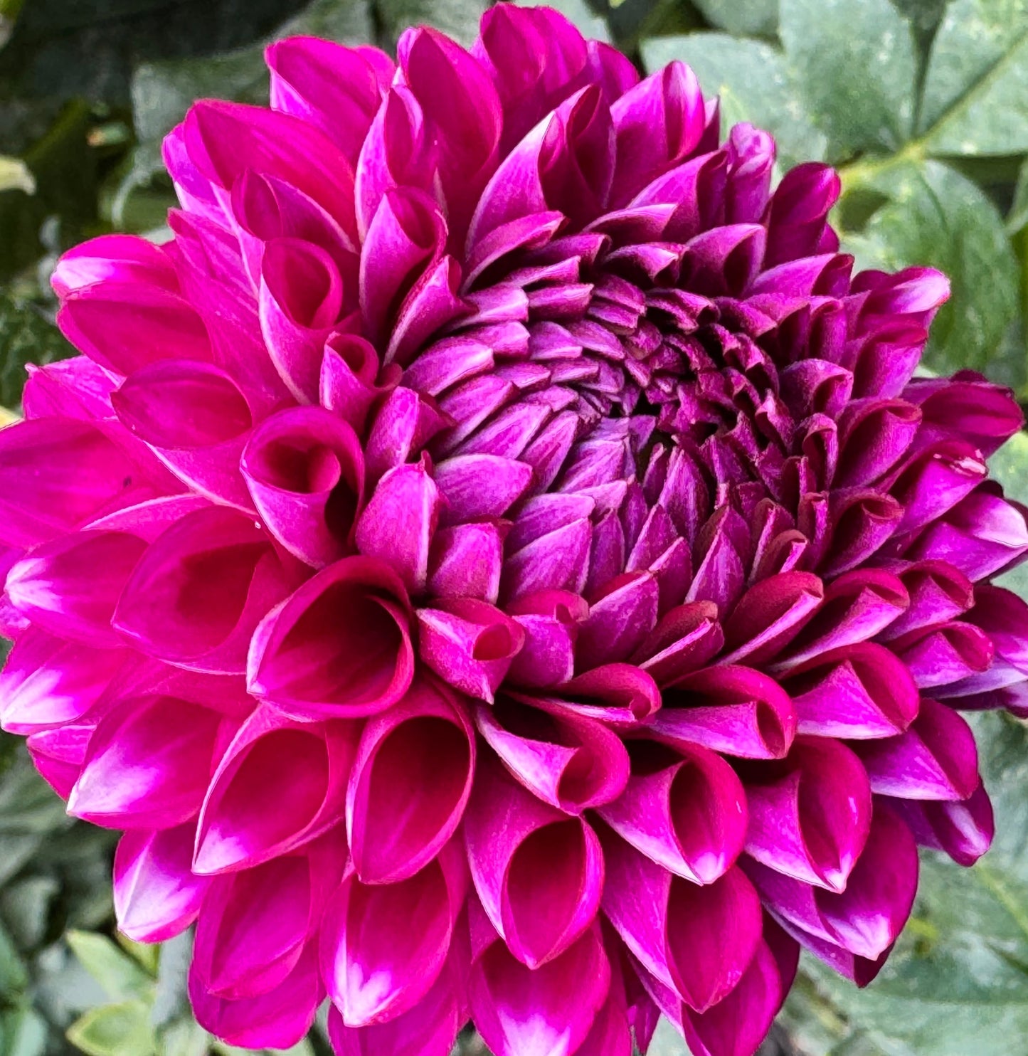 Cartouche Dahlia