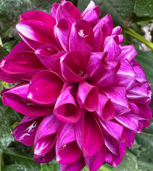 Cartouche Dahlia