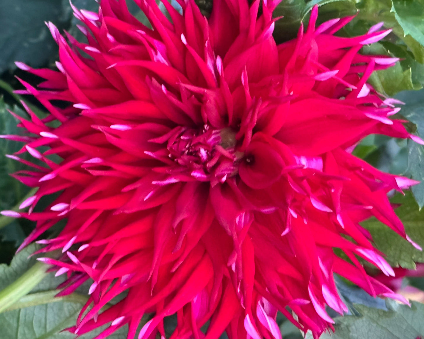 Marcia Down Dahlia