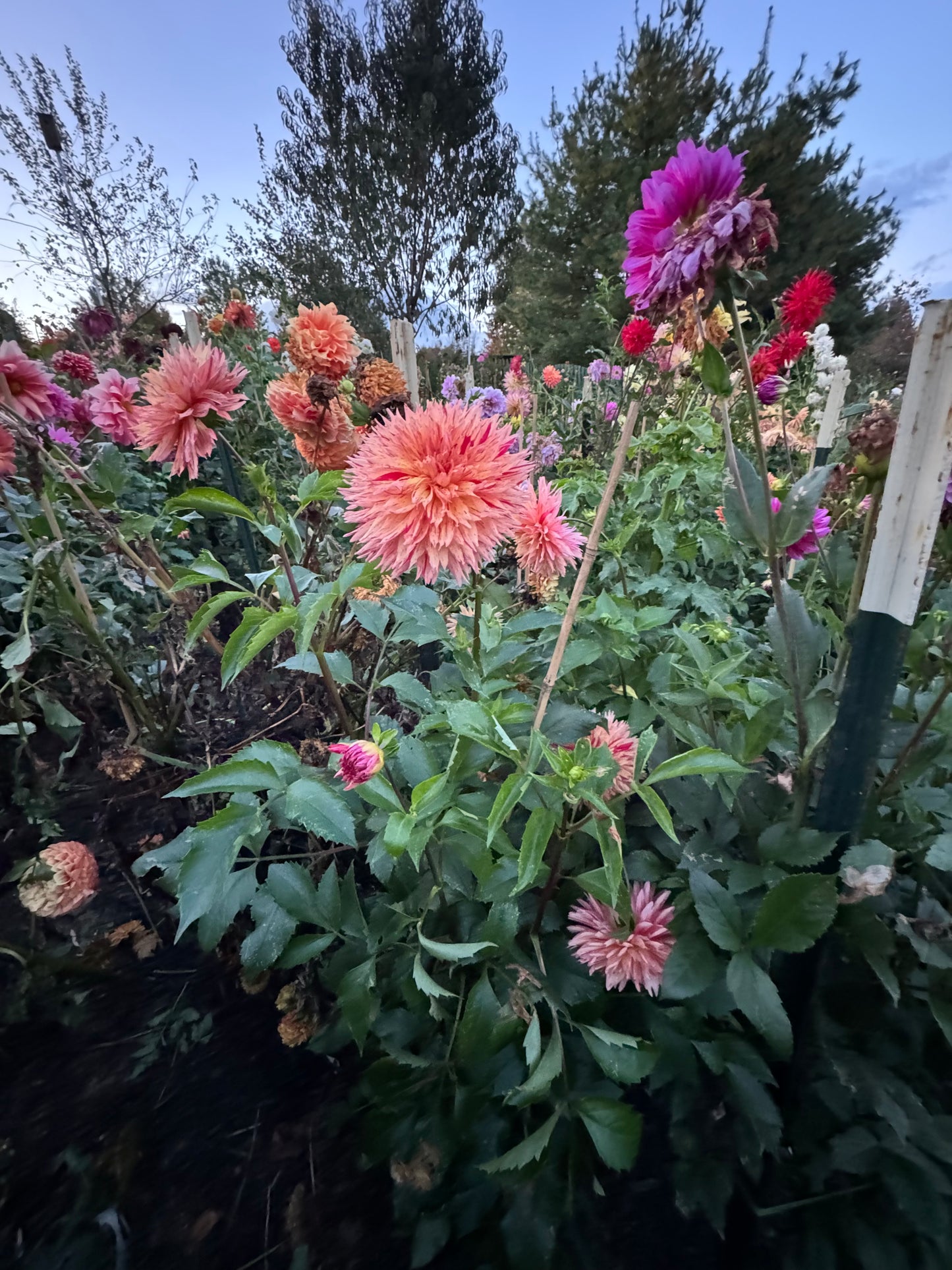 Colwood Scheri Dahlia