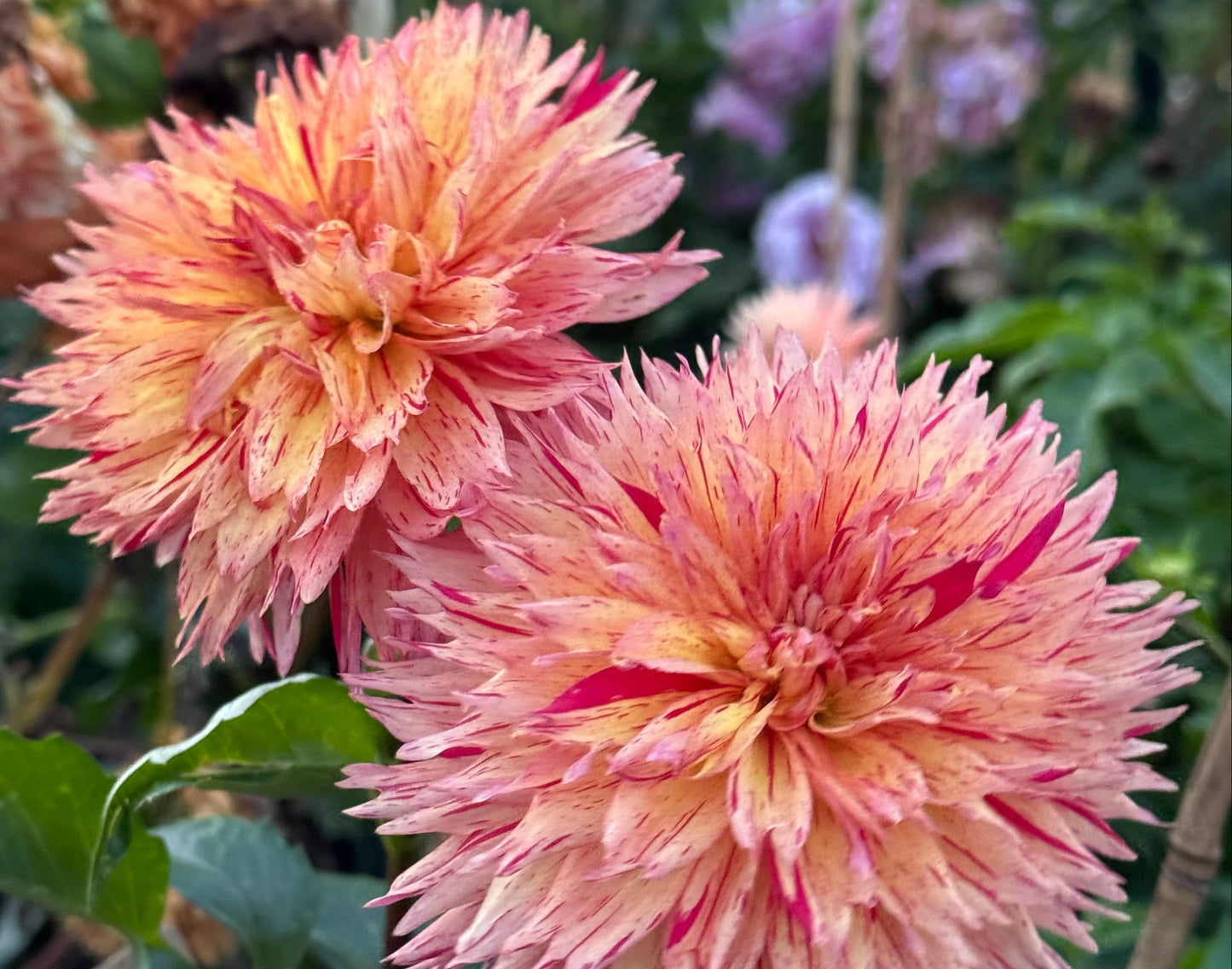 Colwood Scheri Dahlia