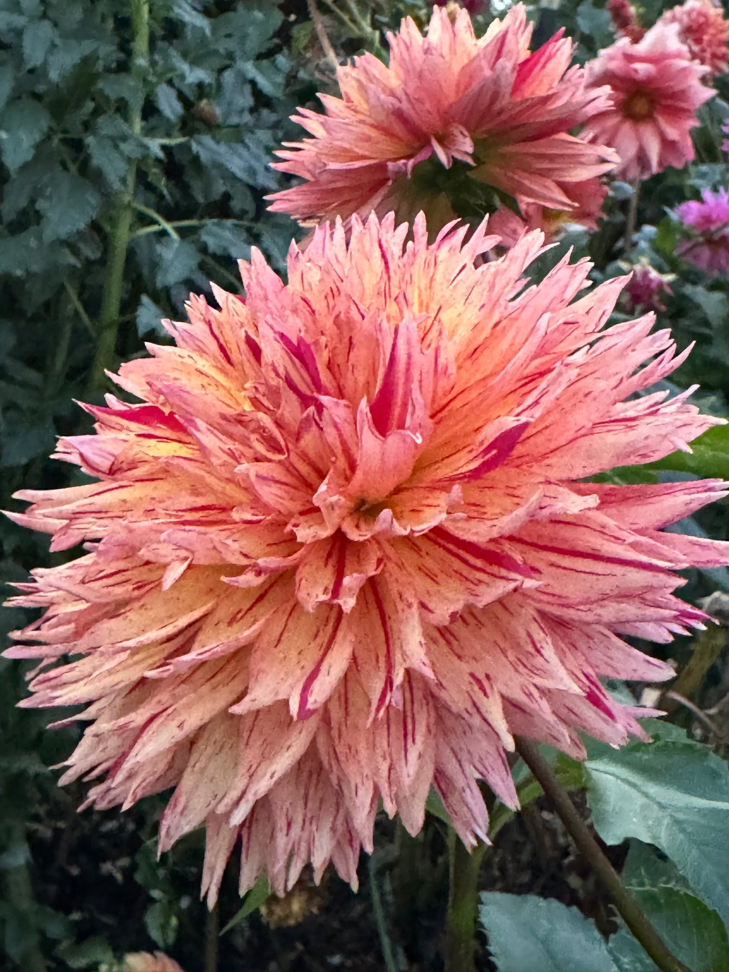 Colwood Scheri Dahlia