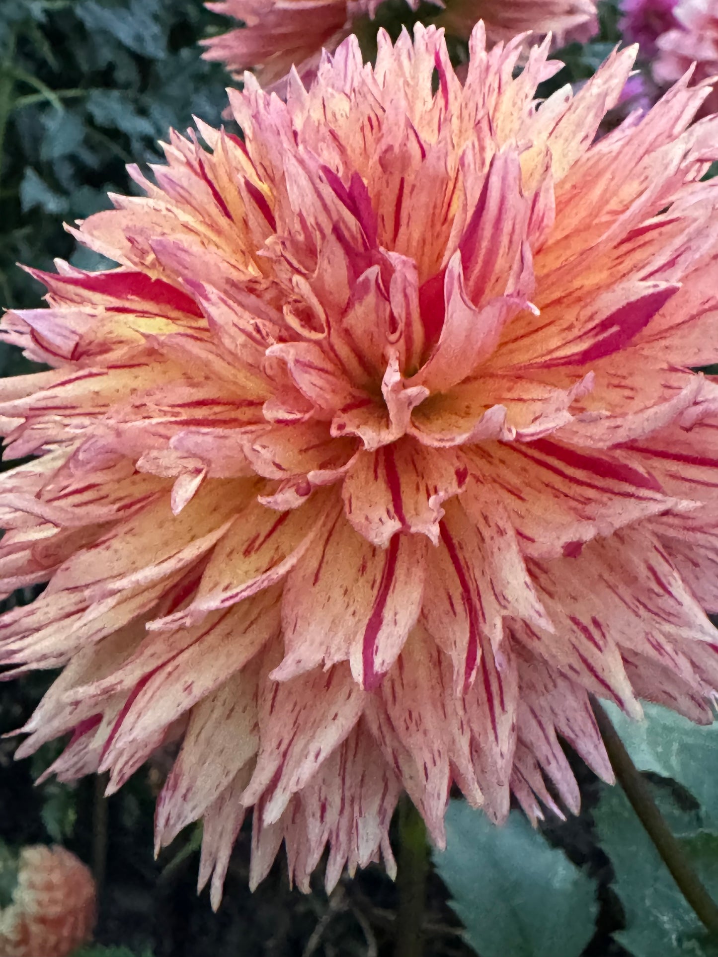 Colwood Scheri Dahlia