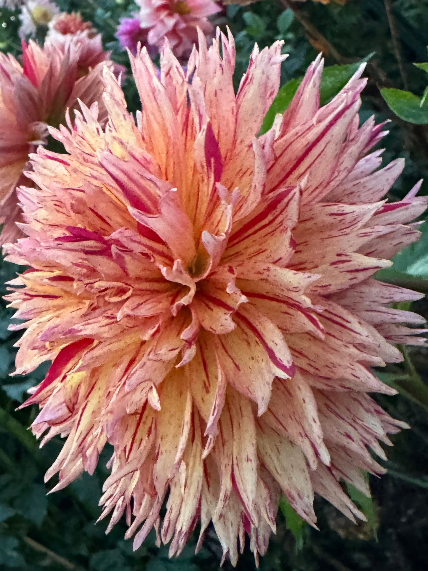 Colwood Scheri Dahlia