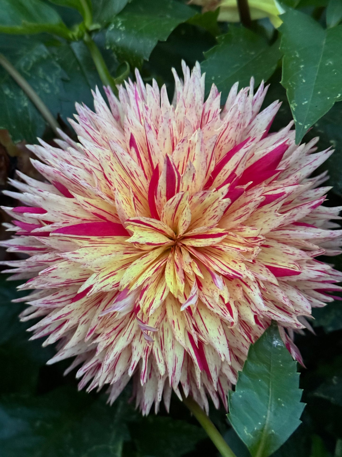 Colwood Scheri Dahlia