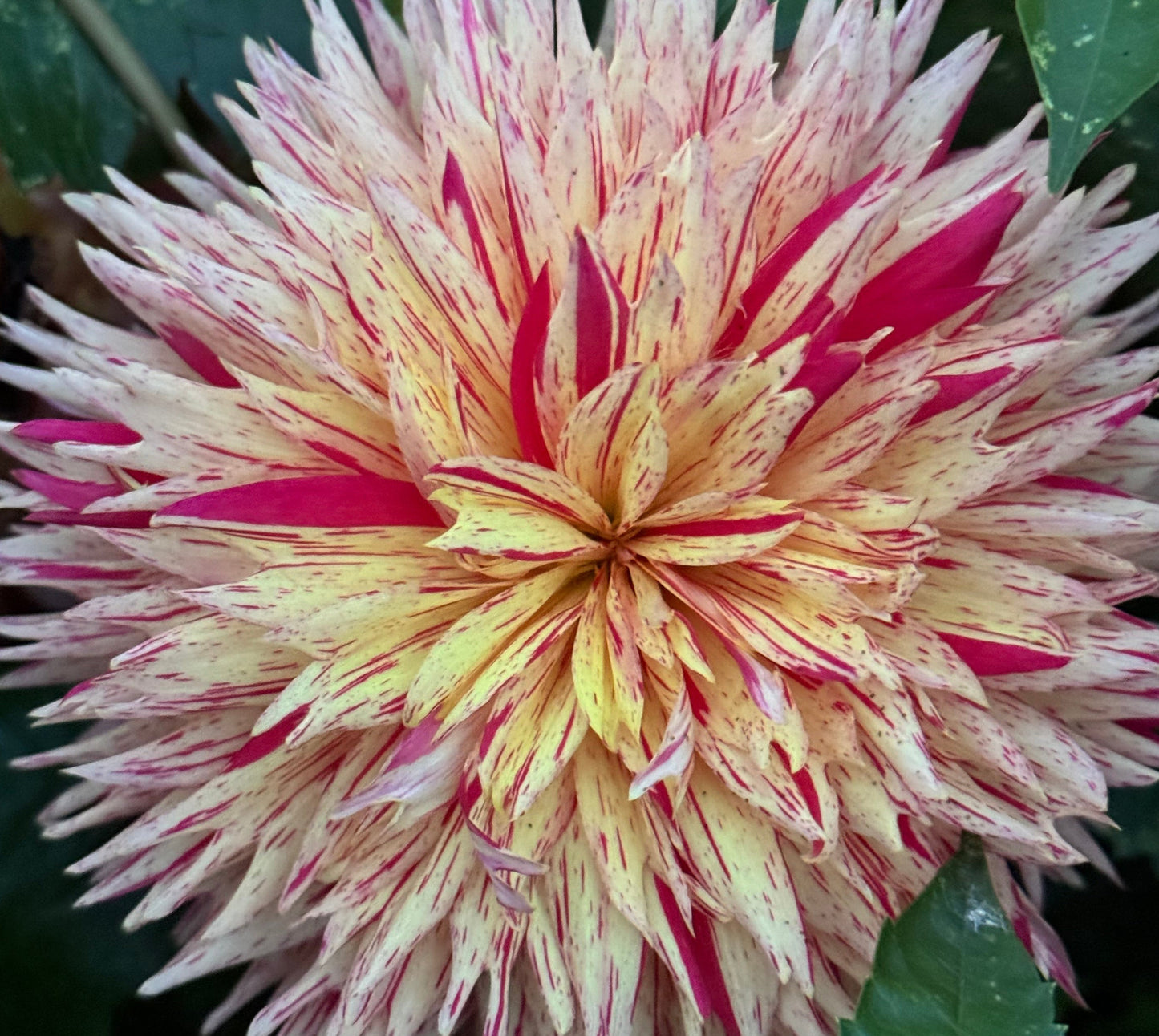 Hollyhill Six in One Dahlia