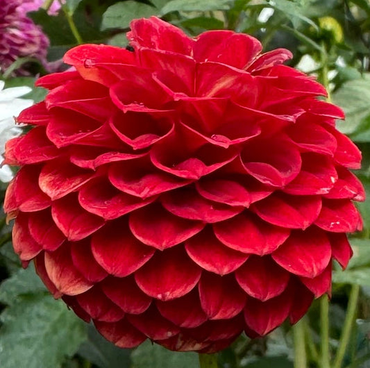 Lollipop Dahlia