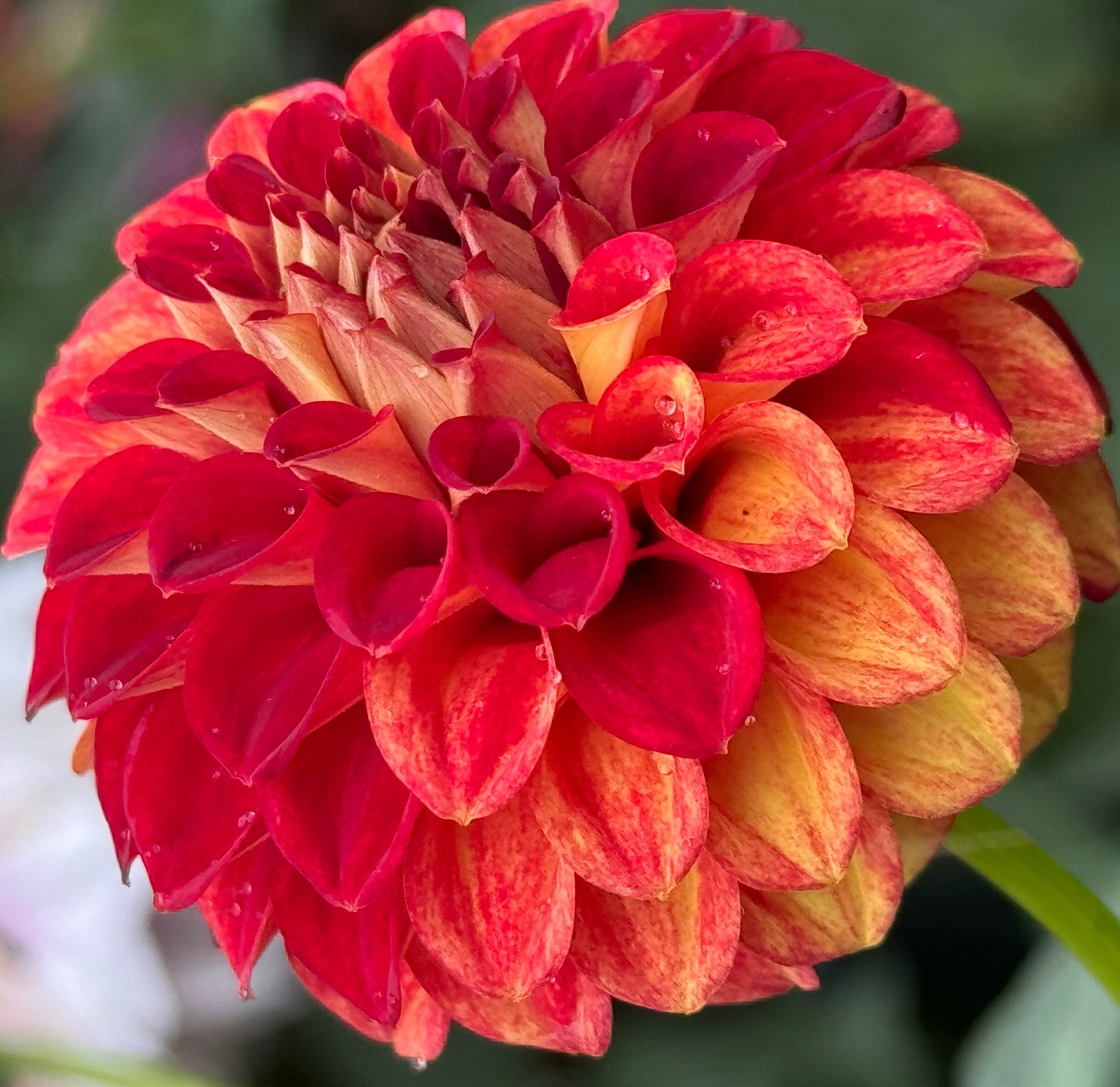 Wonderful World Dahlia