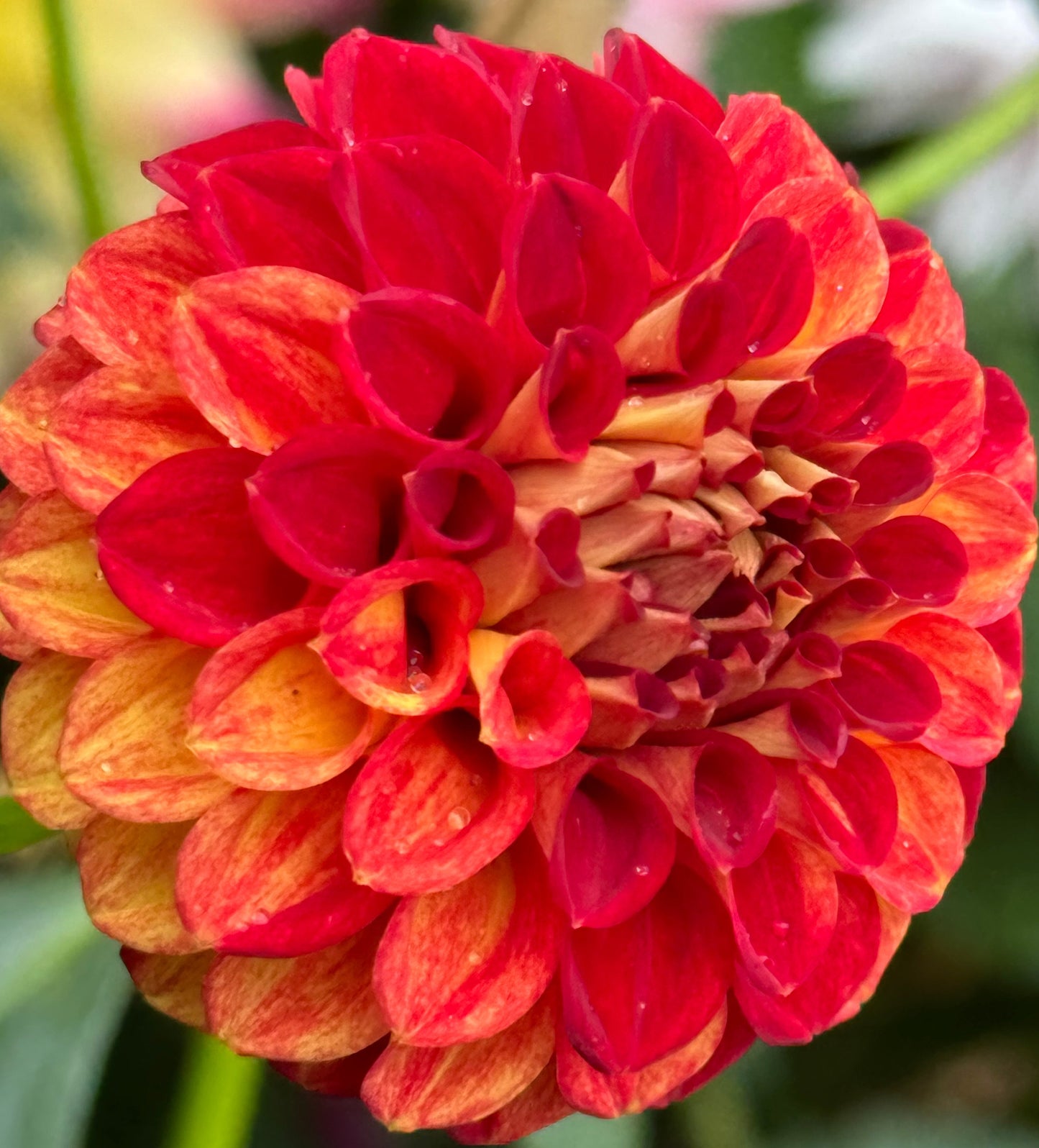 Wonderful World Dahlia