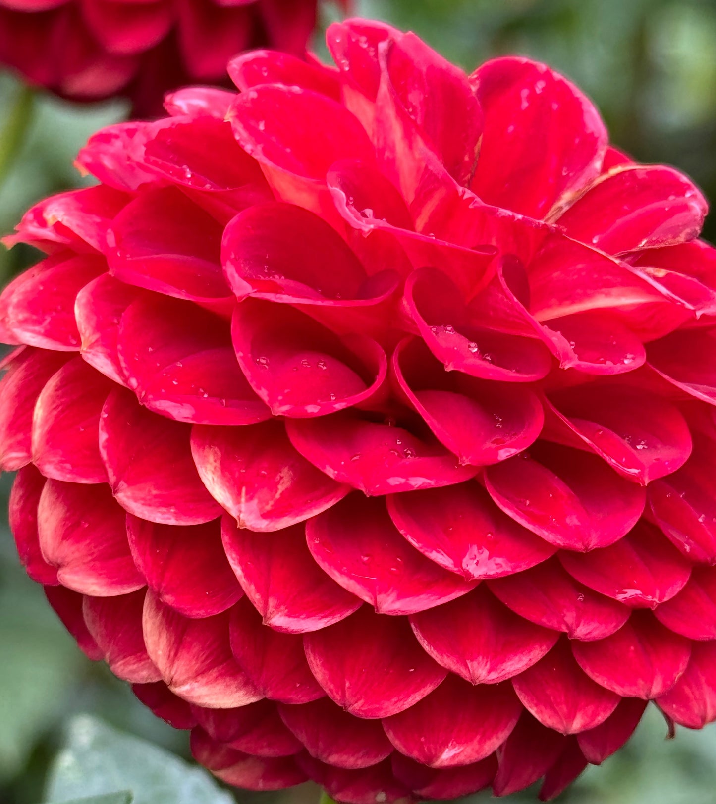 Wonderful World Dahlia