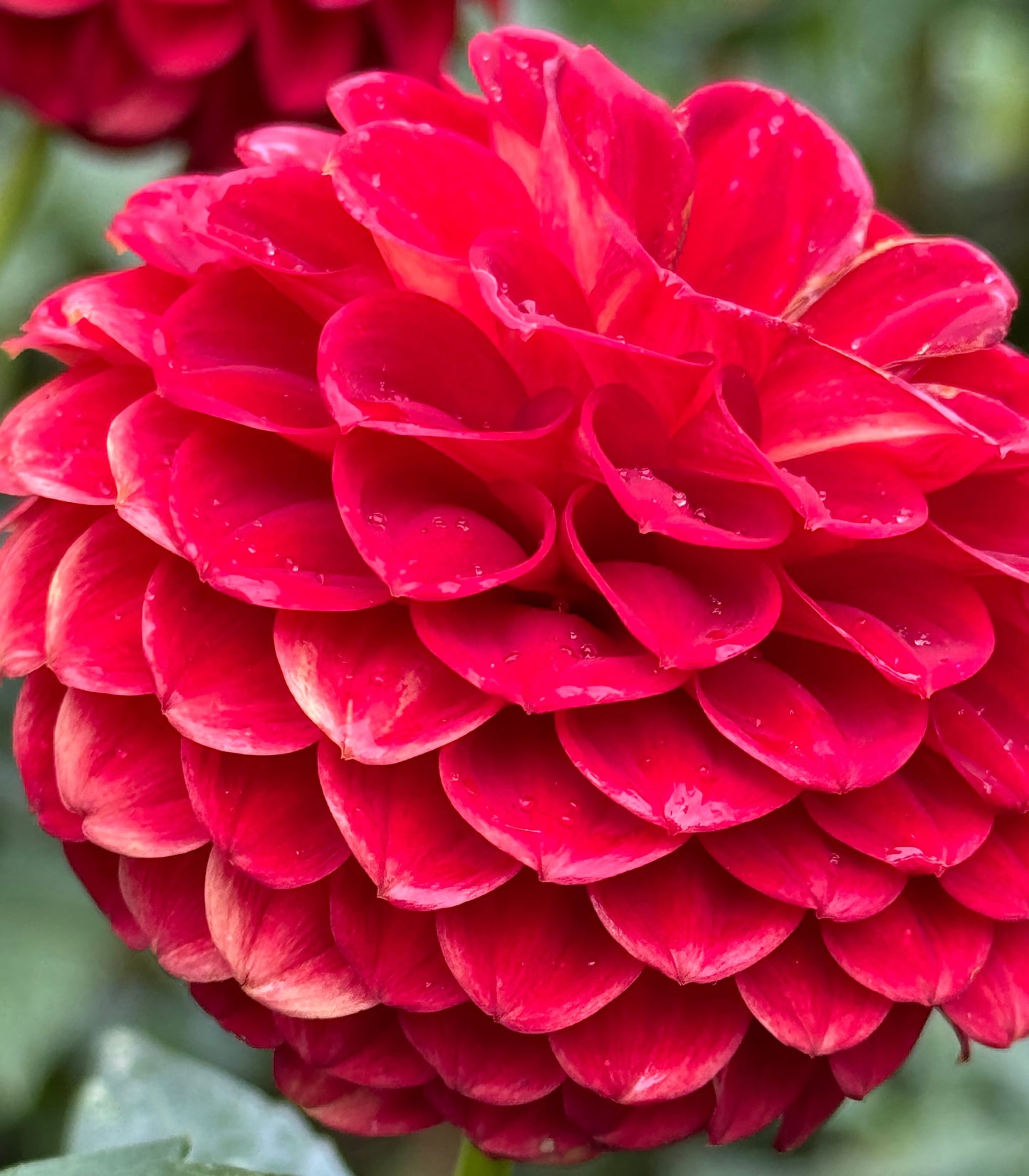 Lollipop Dahlia