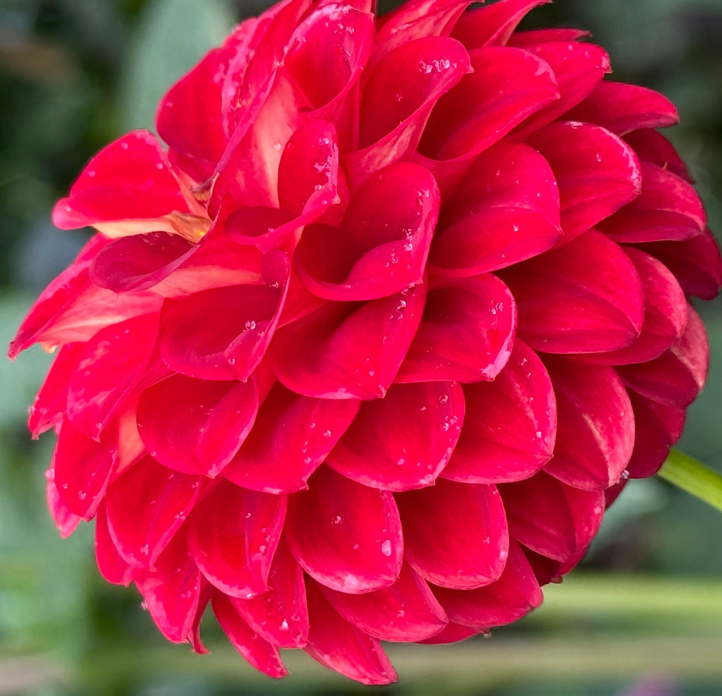 Wonderful World Dahlia