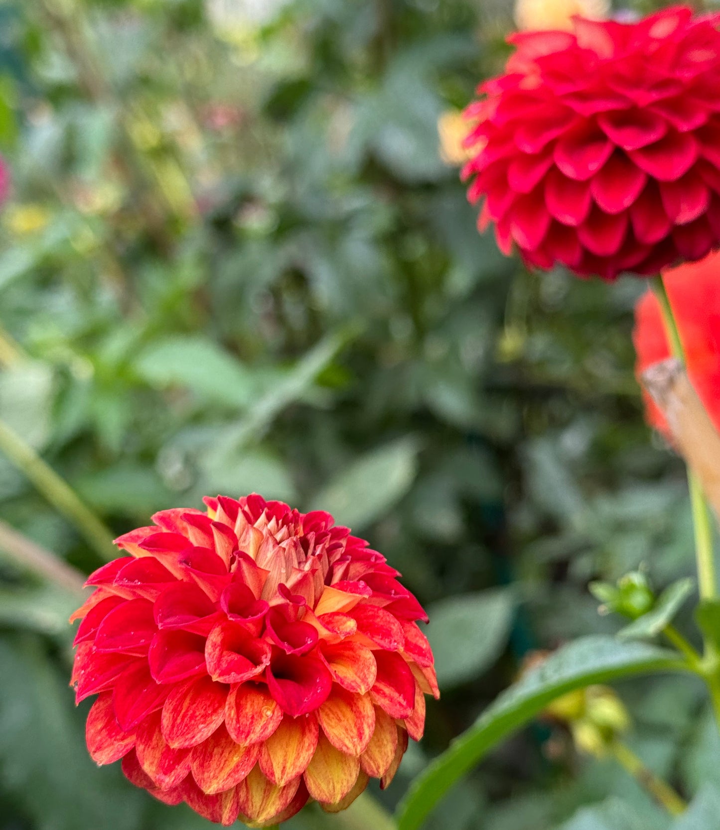 Wonderful World Dahlia