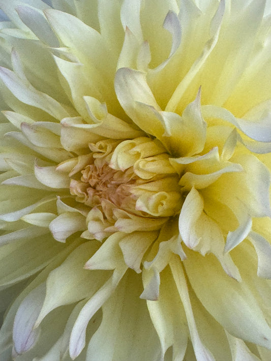 Lakeview Blush Dahlia