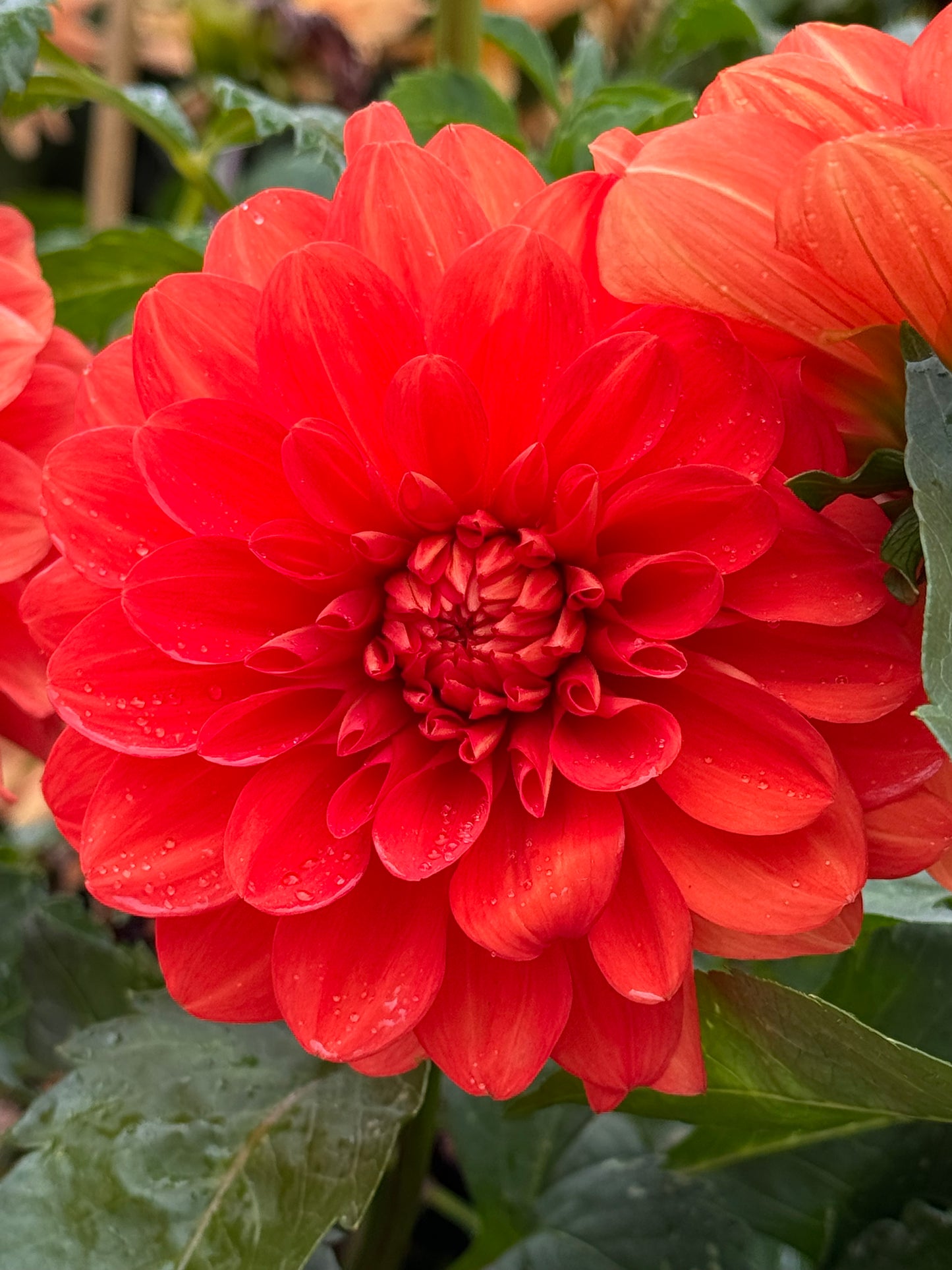Swan’s Olympic Flame Dahlia