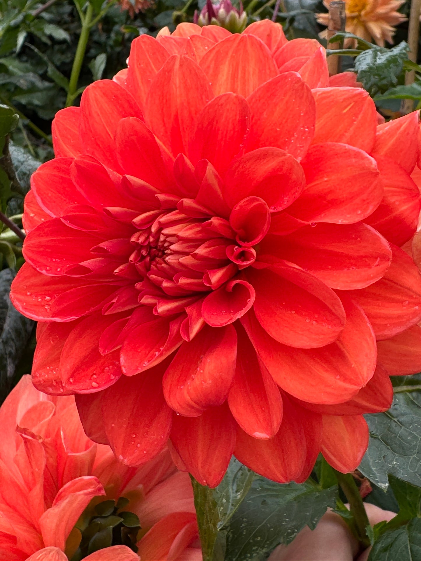 Swan’s Olympic Flame Dahlia