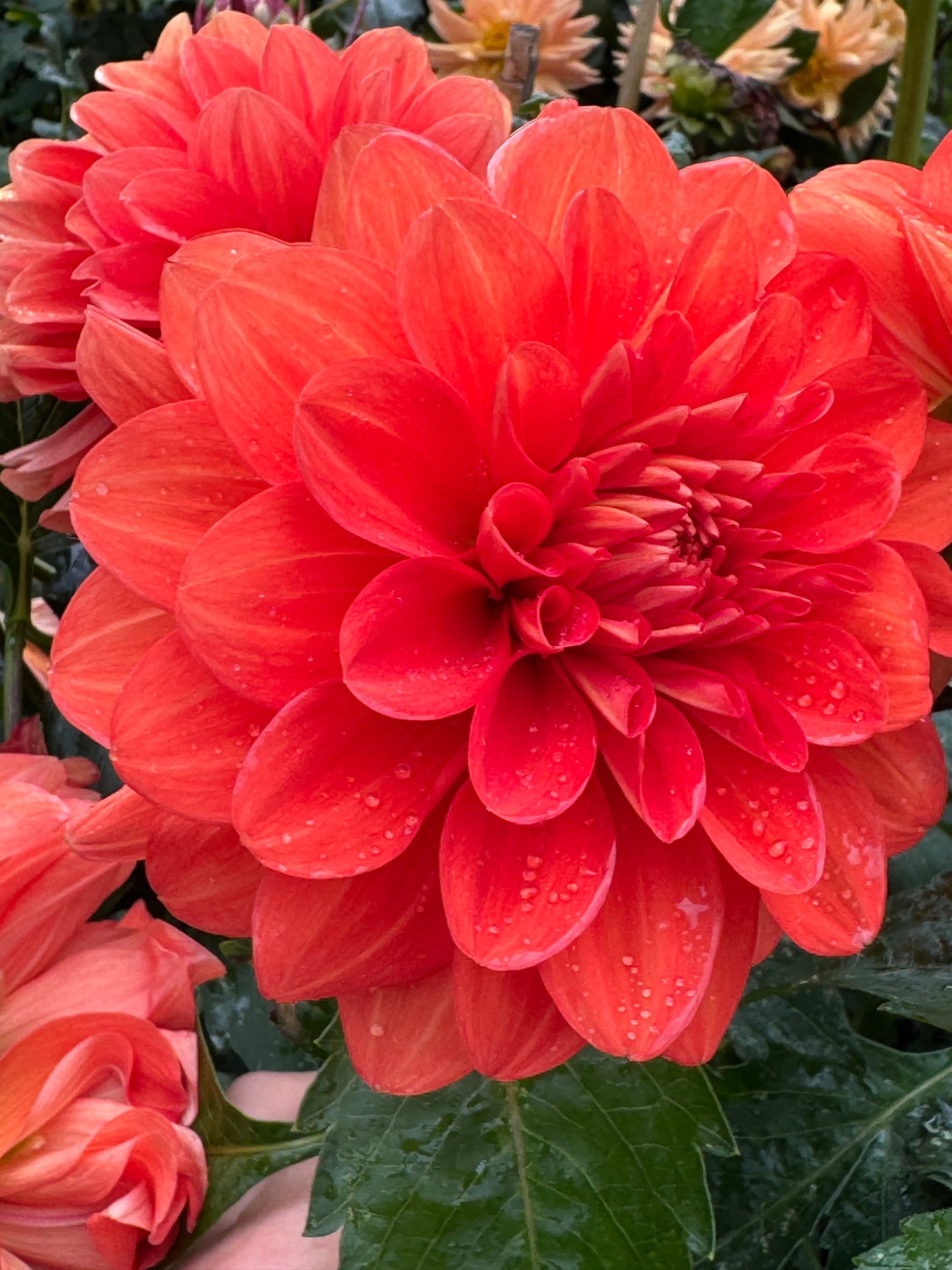 Swan’s Olympic Flame Dahlia