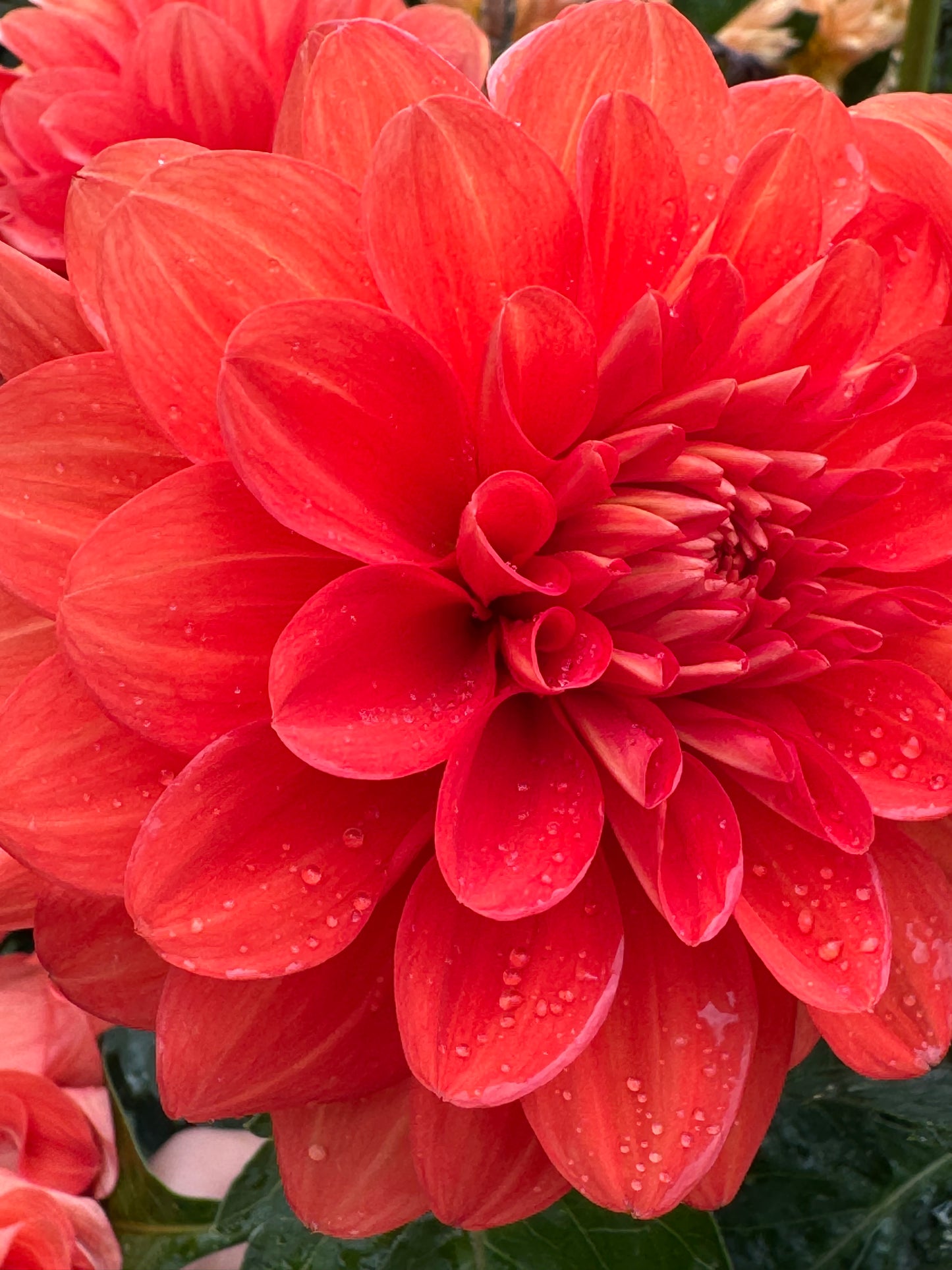 Swan’s Olympic Flame Dahlia