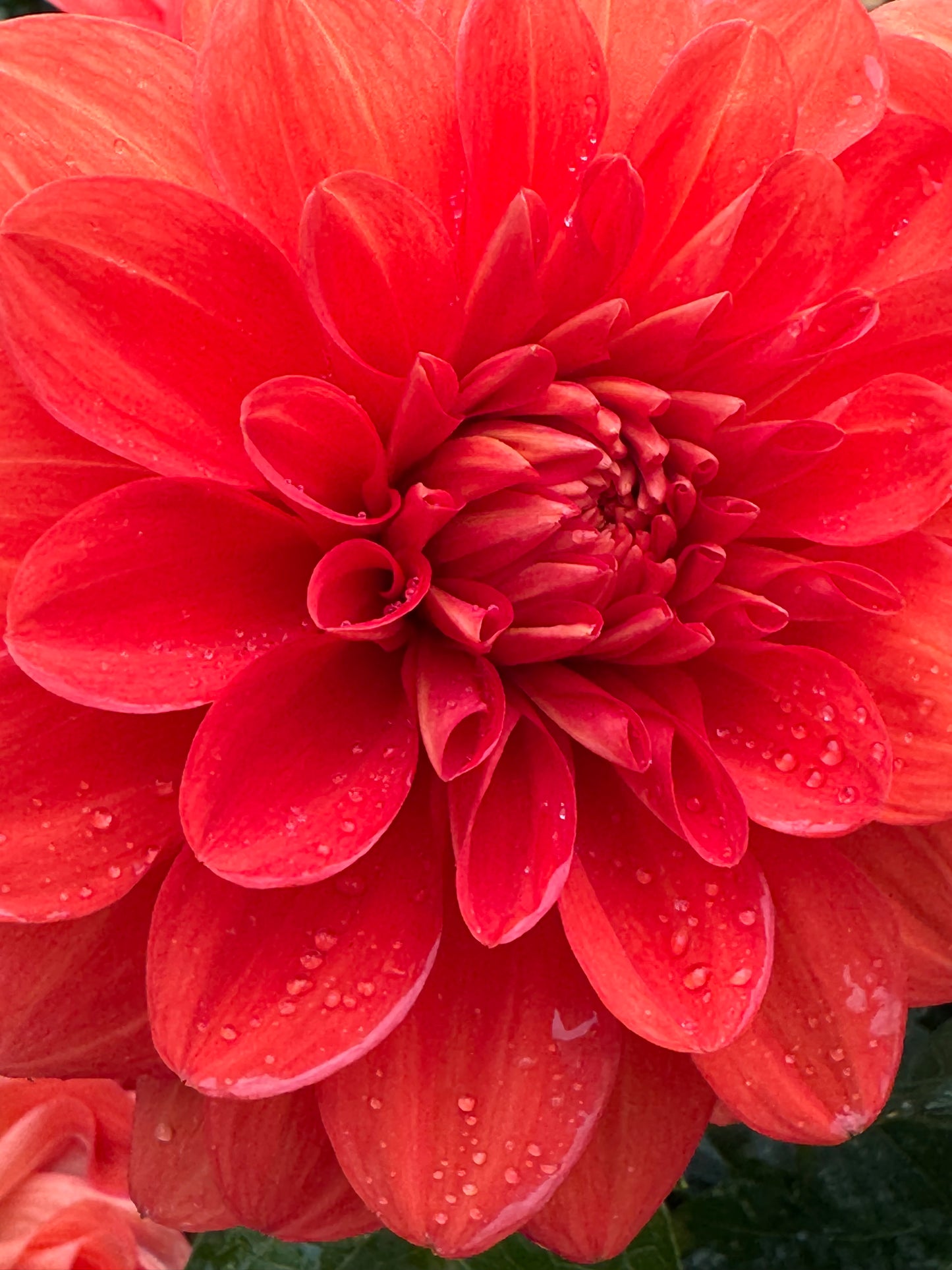 Swan’s Olympic Flame Dahlia