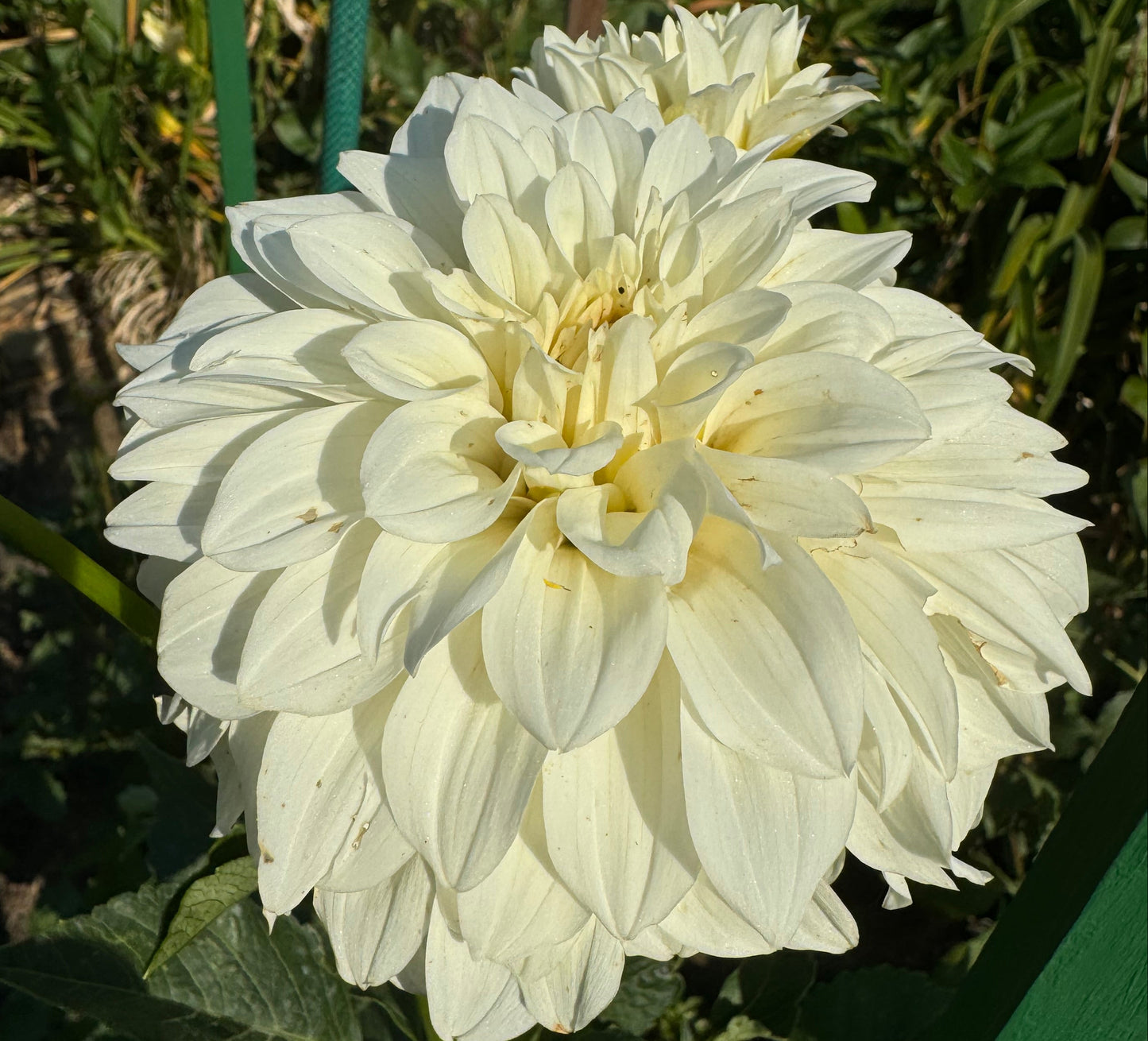 Center  Court Dahlia