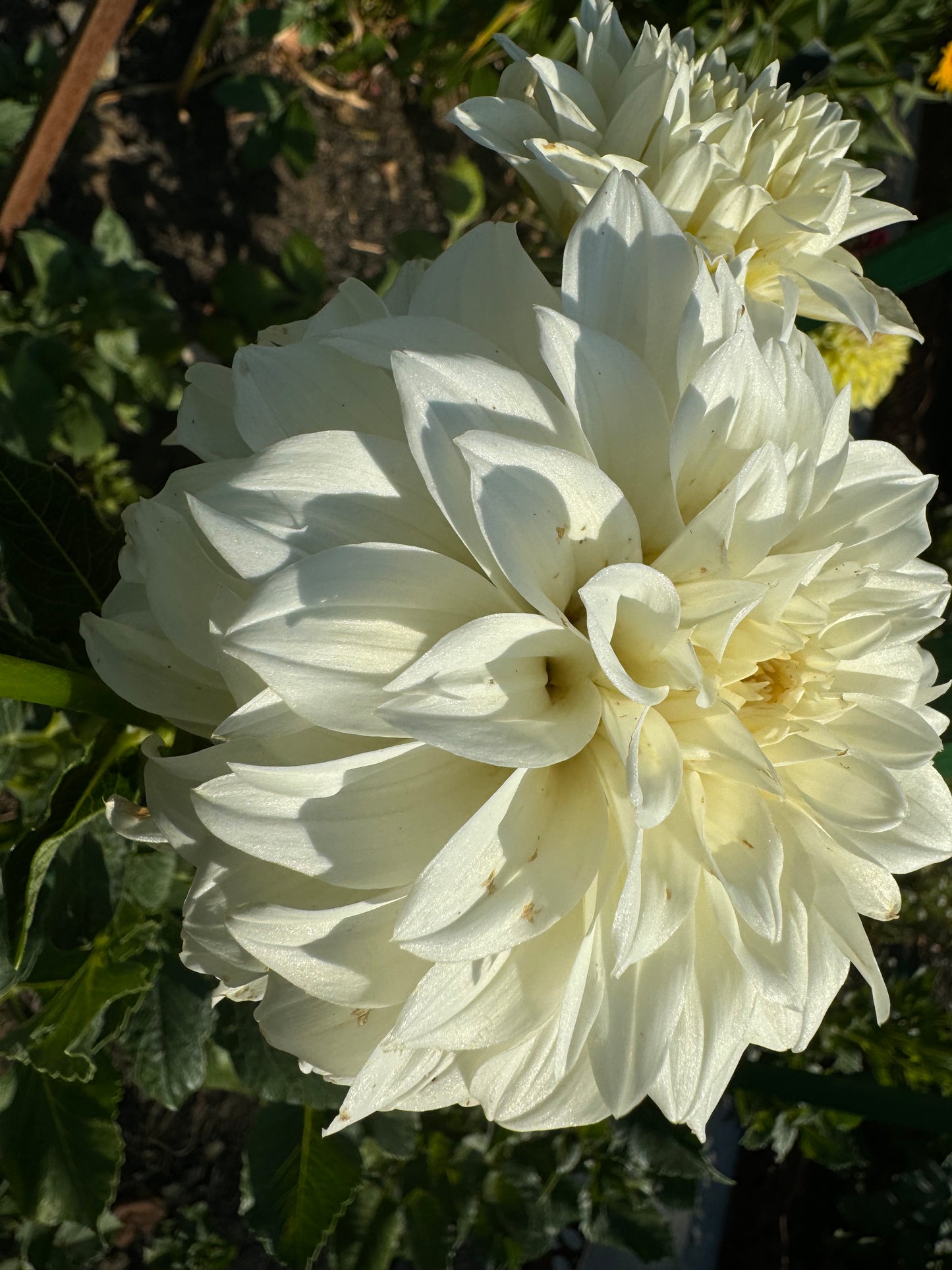 Center  Court Dahlia