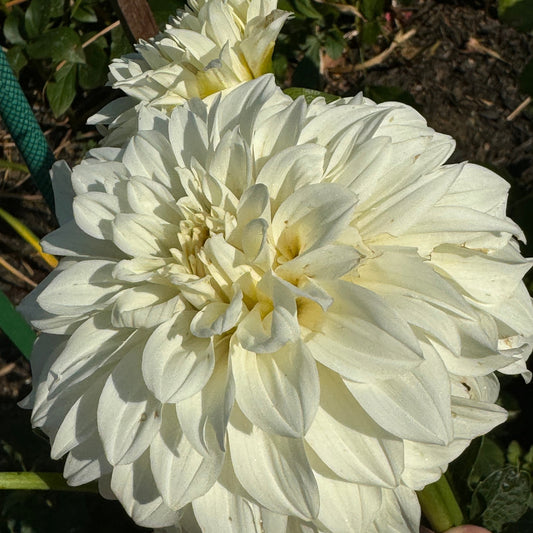 Center  Court Dahlia